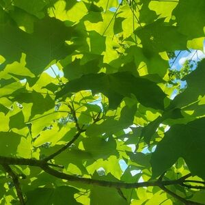 Meet your Posher, Emilee